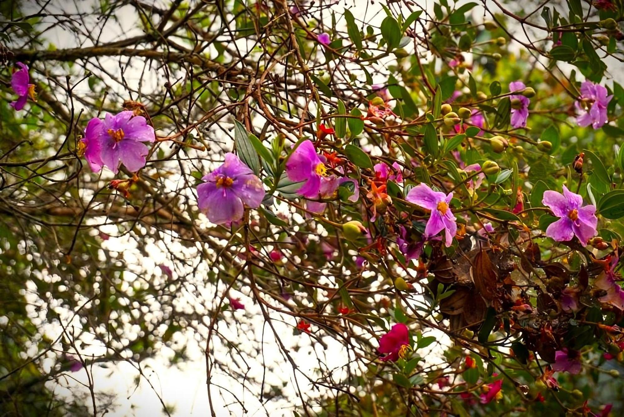 Encanto Minicasitas En Medio De La Naturaleza Санта-Элена Экстерьер фото